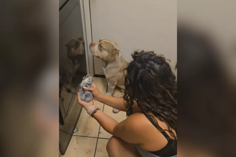 Hysterics at Dog Who Refuses To Look at His Puppy: ‘He Ain’t Mine’